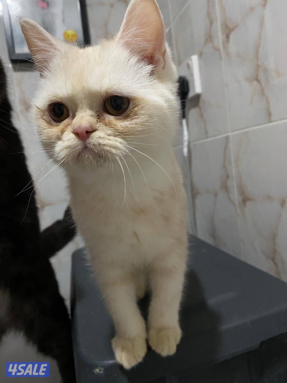 قطط للتبني cats for adoption1
