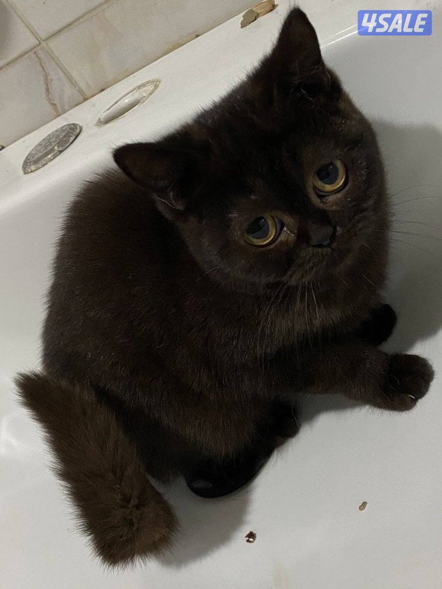 قطط للتبني cats for adoption0