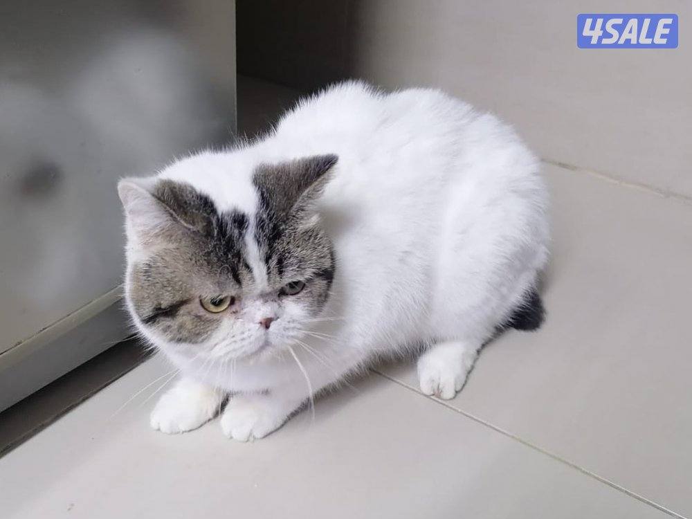 قطط للتبني cats for adoption2