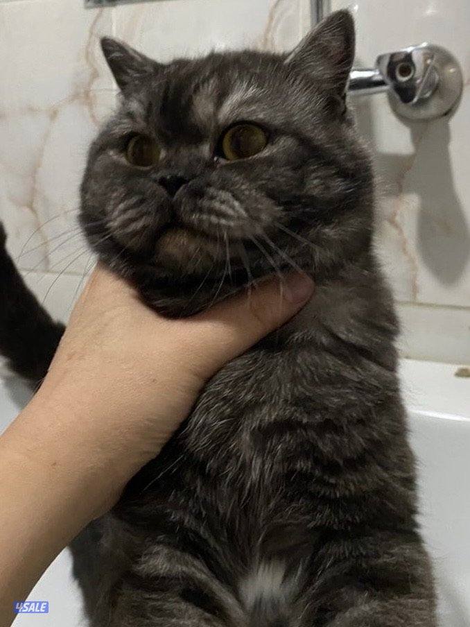 قطط للتبني cats for adoption3