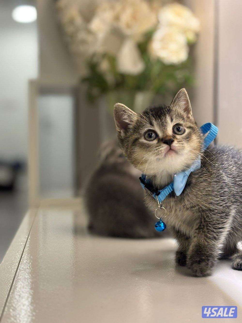 سكوتش فولد1