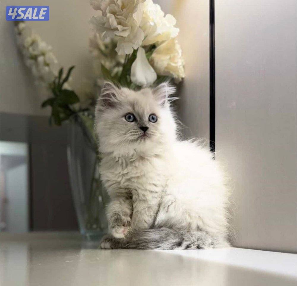 سكوتش فولد2