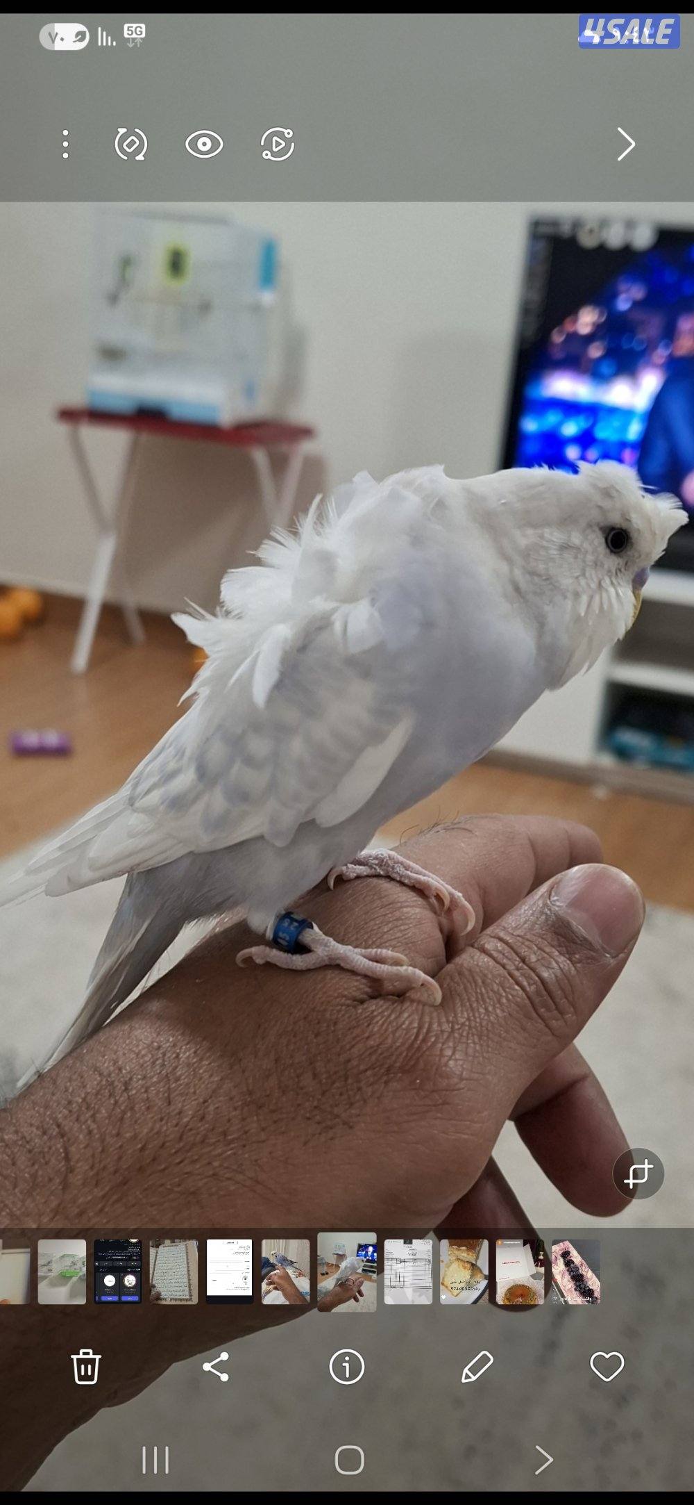 طيرحب  يتكلم0