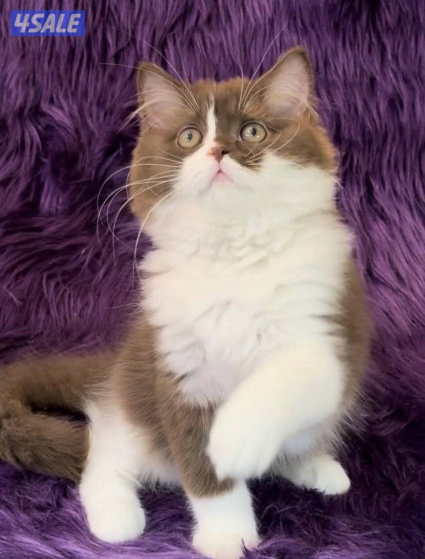 British & scottish kittens1