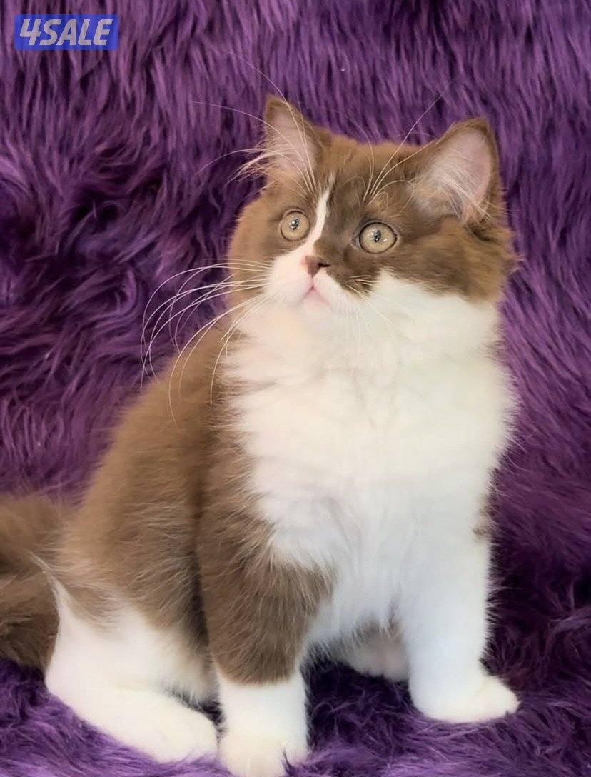 British & scottish kittens0