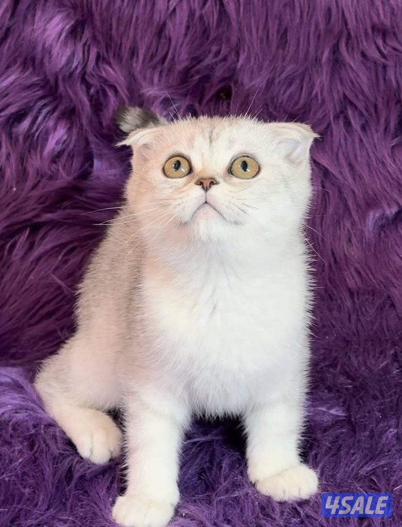 British & scottish kittens2