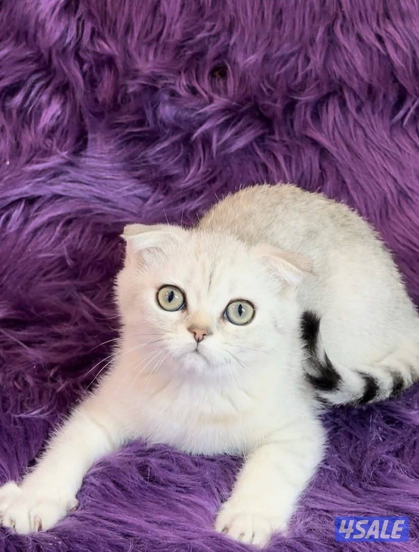 British & scottish kittens3