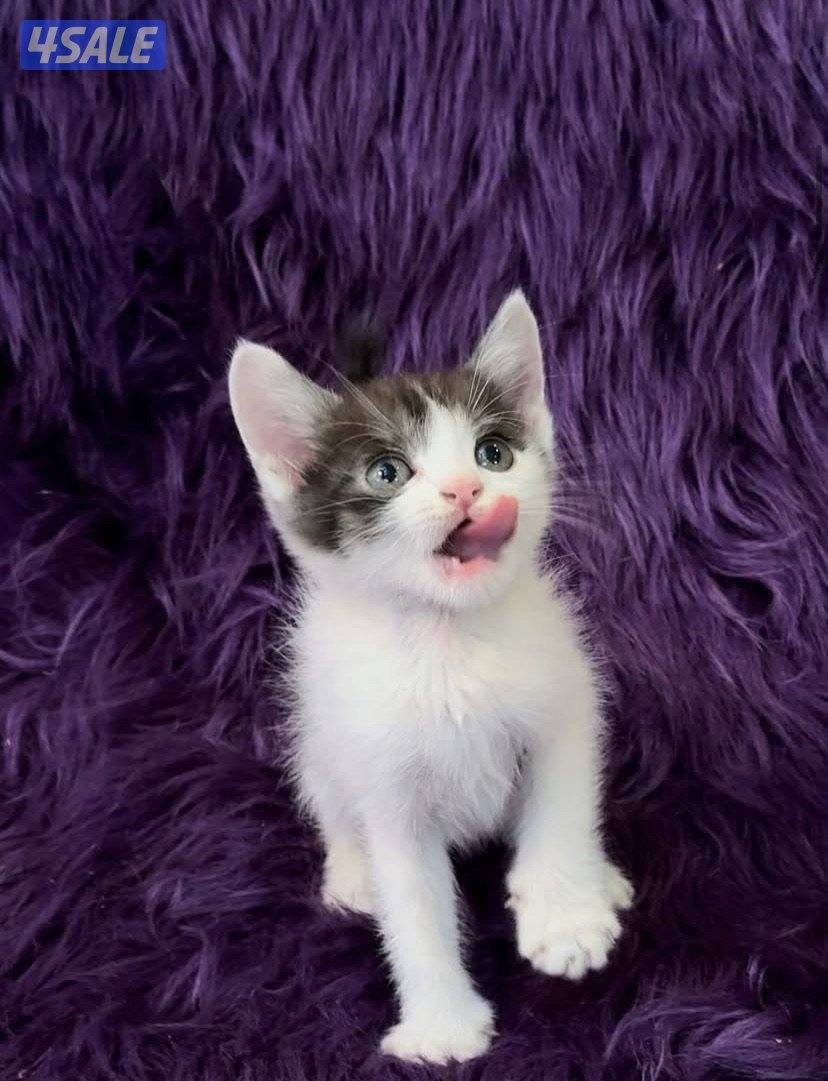 British & scottish kittens4