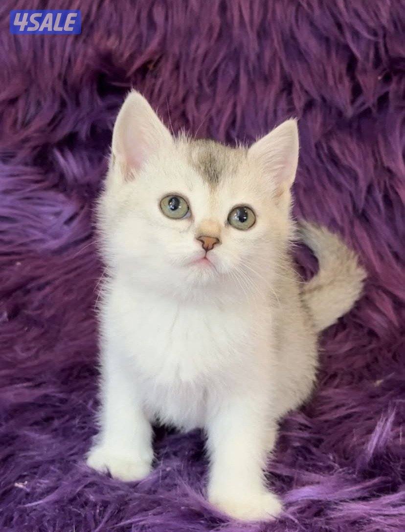 British & scottish kittens5