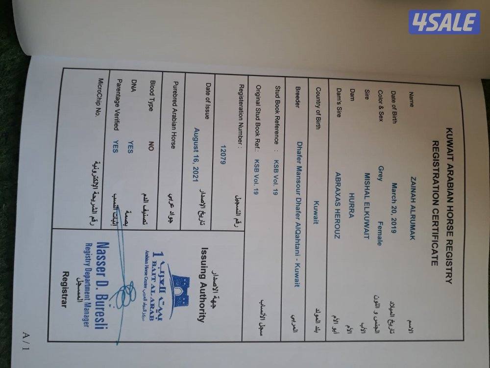 فرس واهو لاقح1