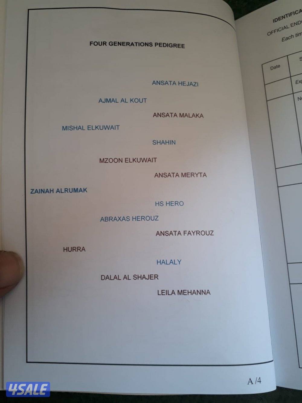 فرس واهو لاقح2