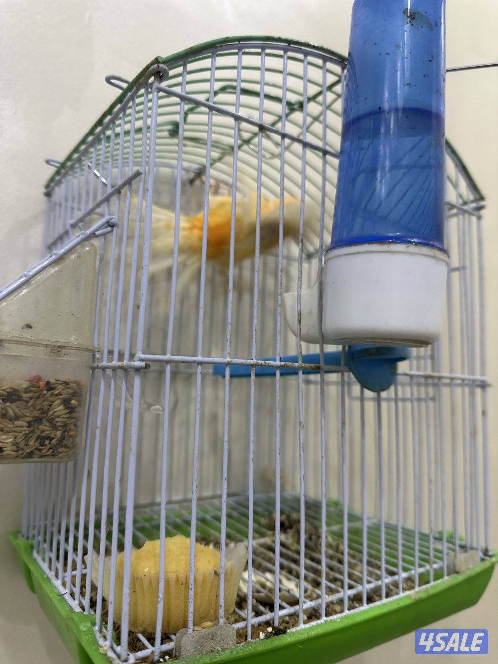 للبيع كناري شرط التغريد  او زوج منتجات تحتهم بيض2