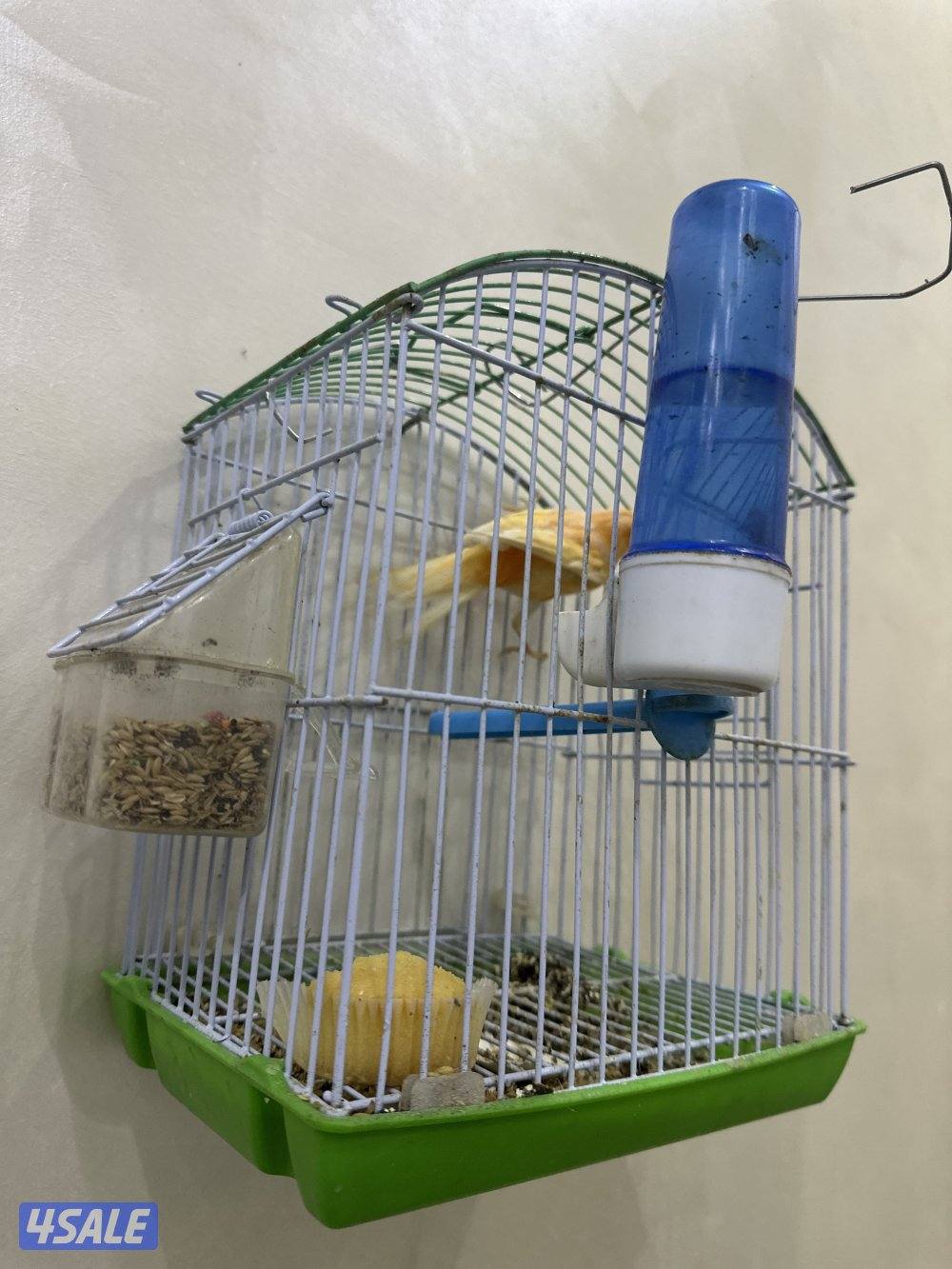 للبيع كناري شرط التغريد  او زوج منتجات تحتهم بيض3