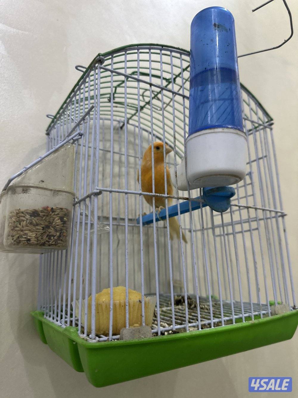 للبيع كناري شرط التغريد  او زوج منتجات تحتهم بيض4