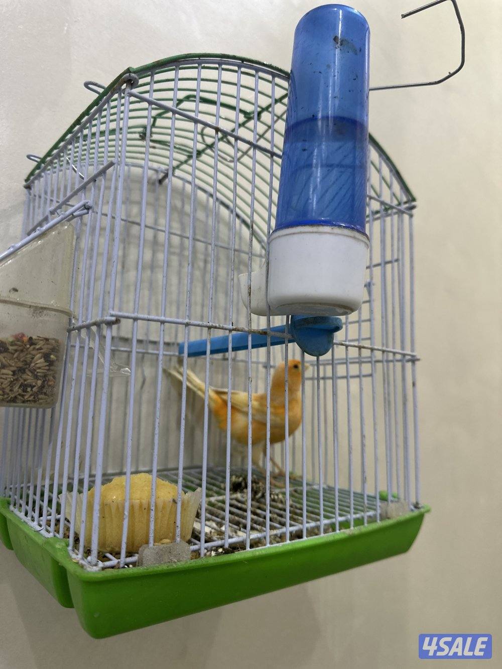 للبيع كناري شرط التغريد  او زوج منتجات تحتهم بيض5