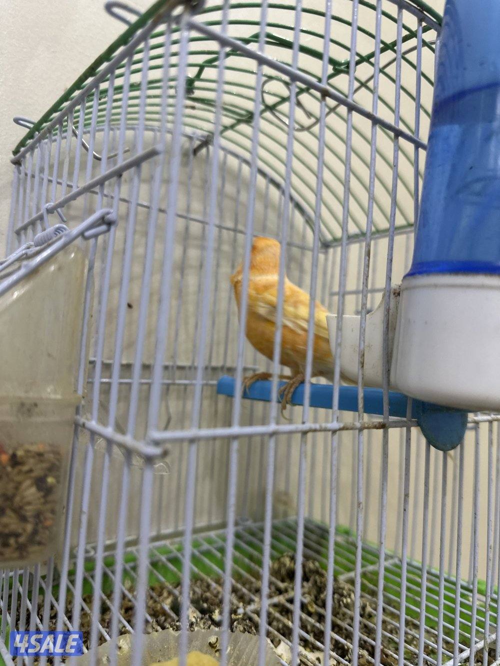 للبيع كناري شرط التغريد  او زوج منتجات تحتهم بيض6