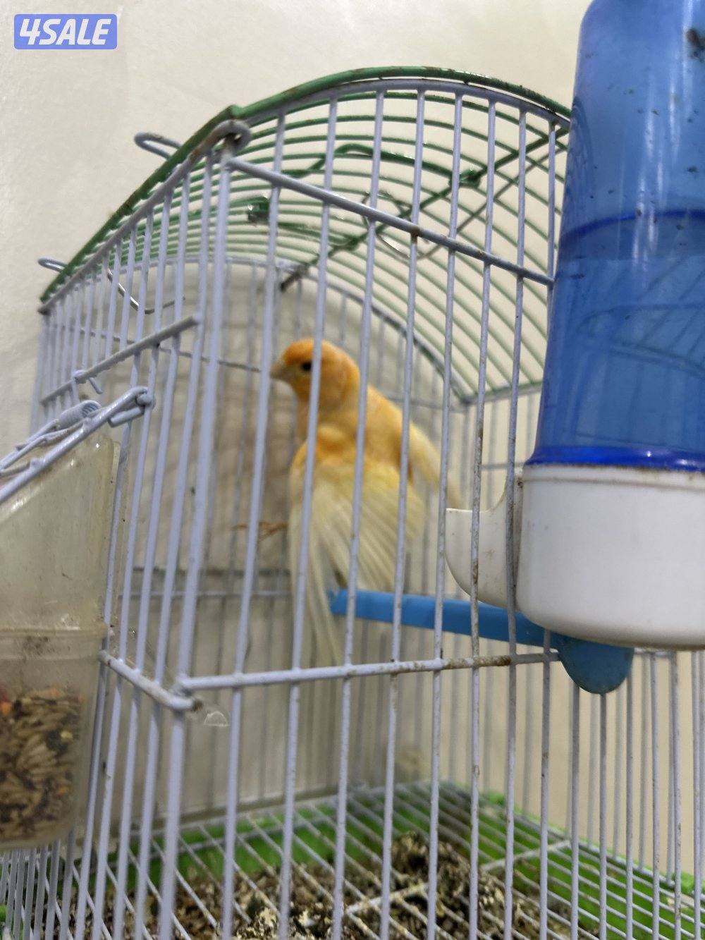 للبيع كناري شرط التغريد  او زوج منتجات تحتهم بيض7