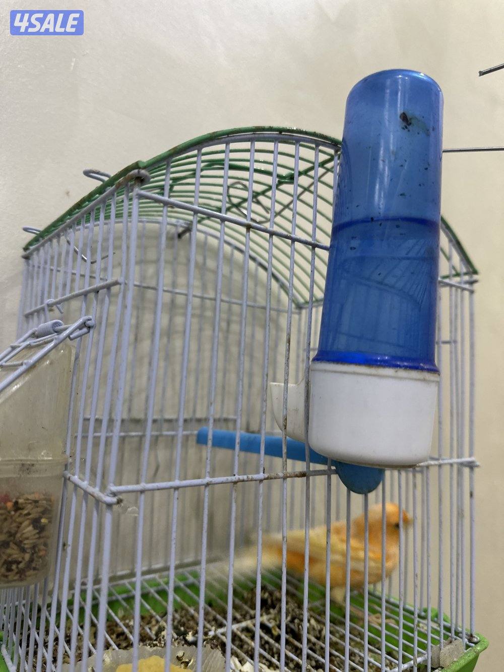 للبيع كناري شرط التغريد  او زوج منتجات تحتهم بيض8