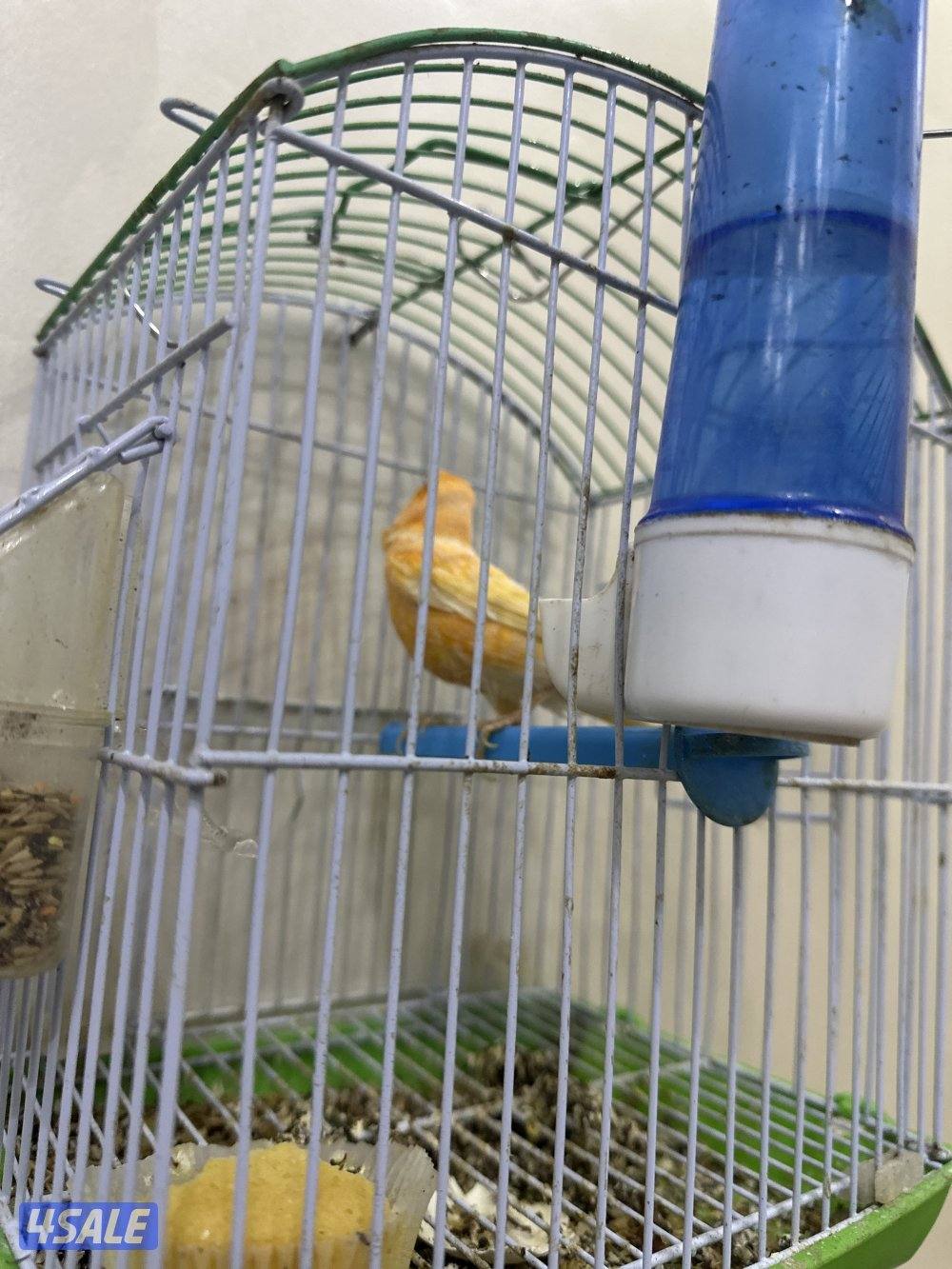 للبيع كناري شرط التغريد  او زوج منتجات تحتهم بيض9