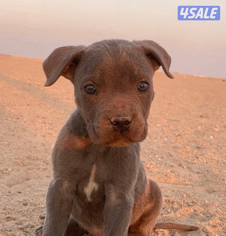 كلاب كين كورسو للبيع0