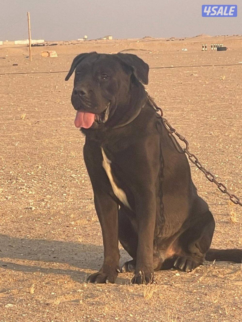 كلاب كين كورسو للبيع1