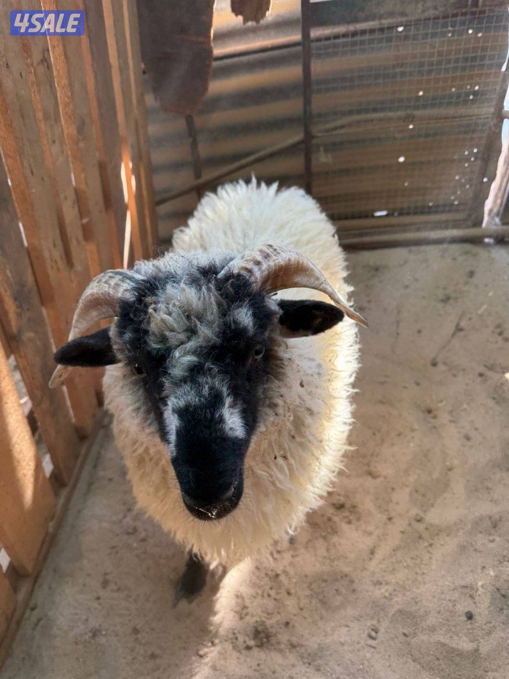 اصغر خروف بالعالم1