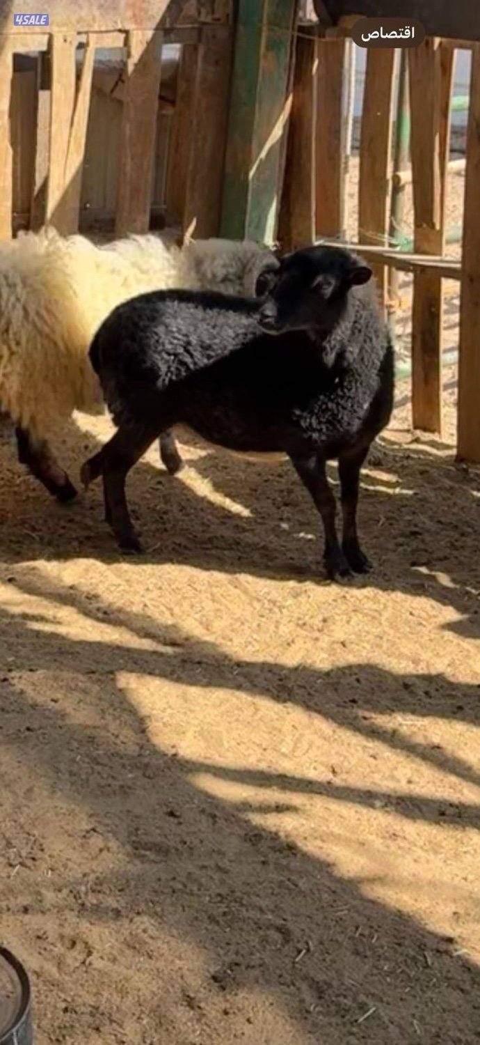 اصغر خروف بالعالم2