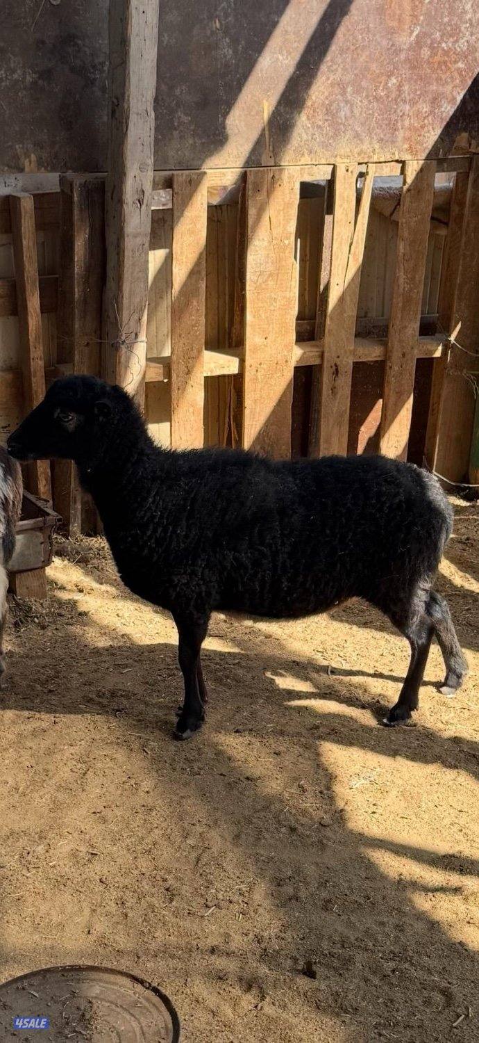 اصغر خروف بالعالم3