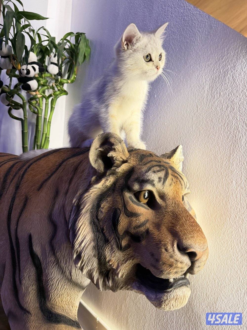 للبيع كتن برتش بيور0