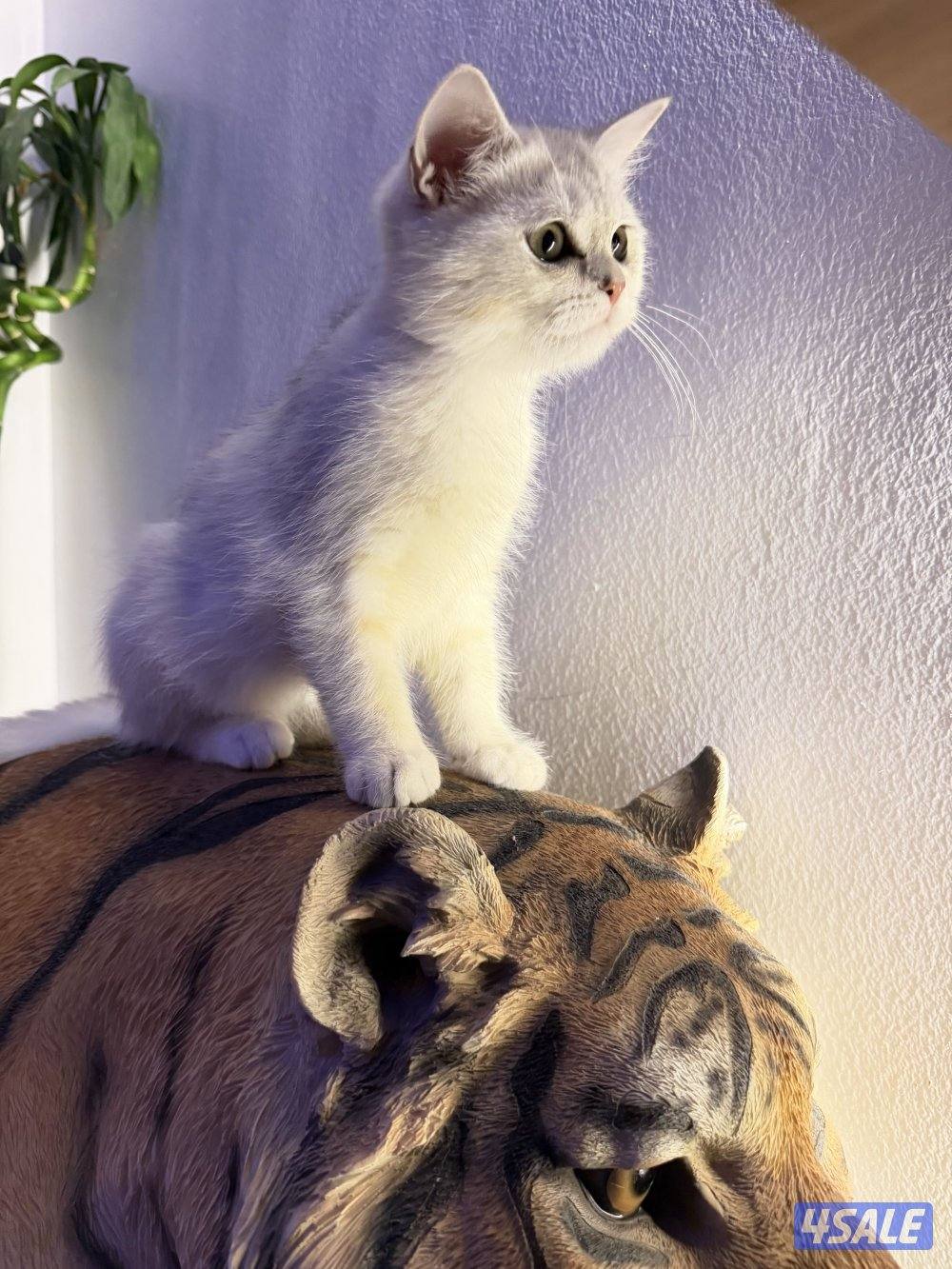 للبيع كتن برتش بيور1