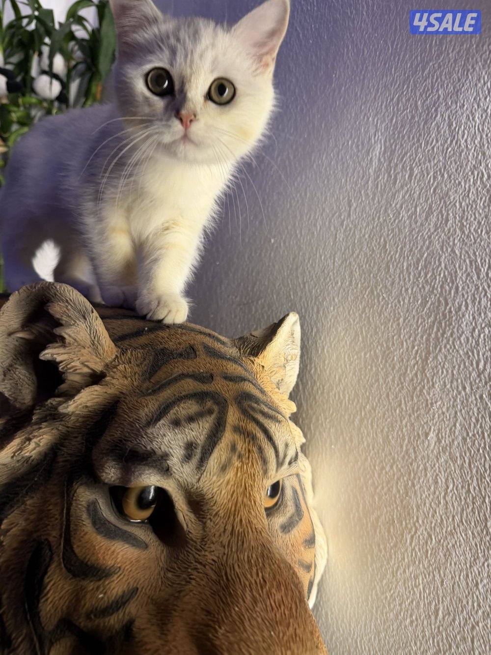 للبيع كتن برتش بيور2