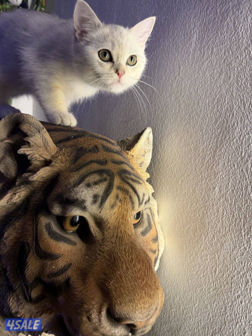 للبيع كتن برتش بيور3