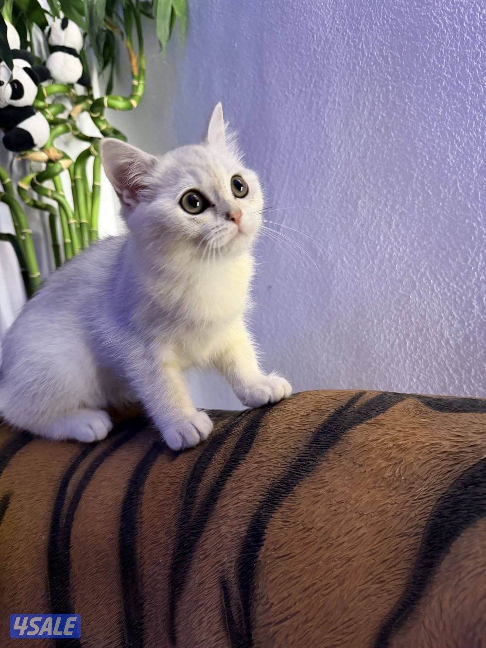 للبيع كتن برتش بيور4