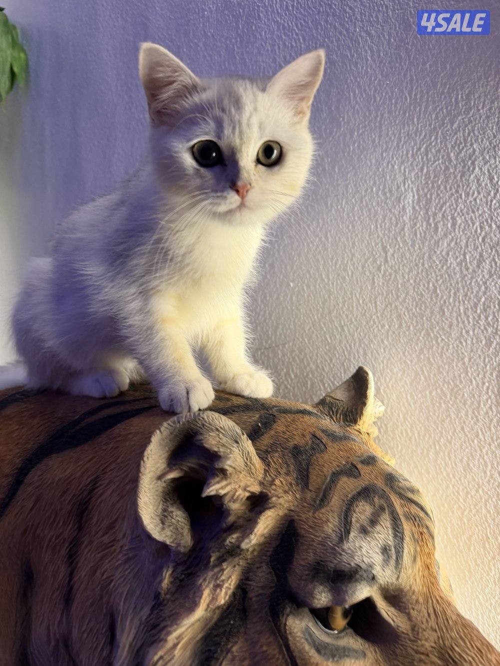 للبيع كتن برتش بيور5