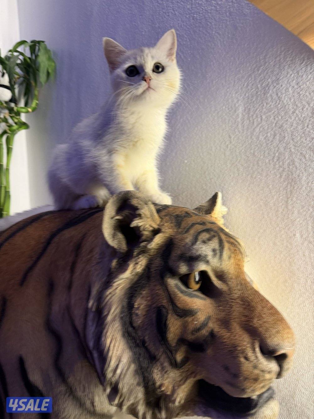 للبيع كتن برتش بيور6