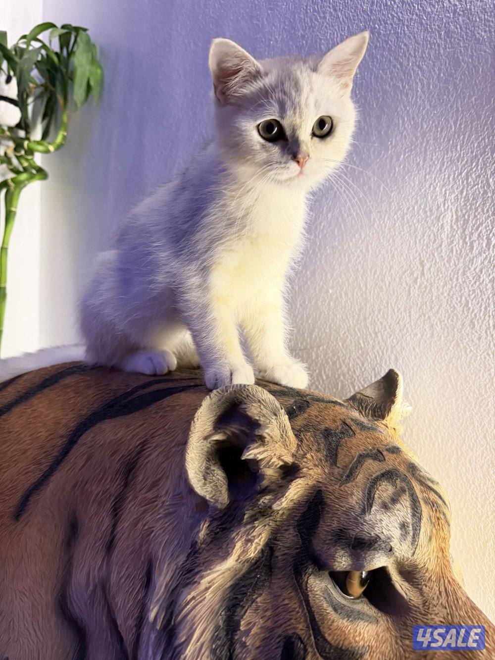 للبيع كتن برتش بيور7