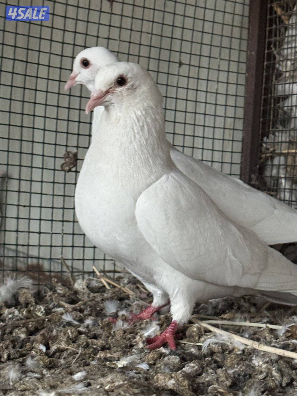 للبيع حمام لاحم في العبدلي0