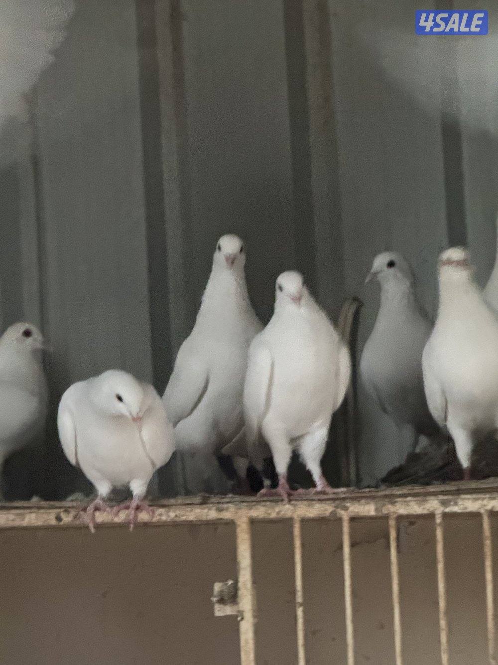 للبيع حمام لاحم في العبدلي1