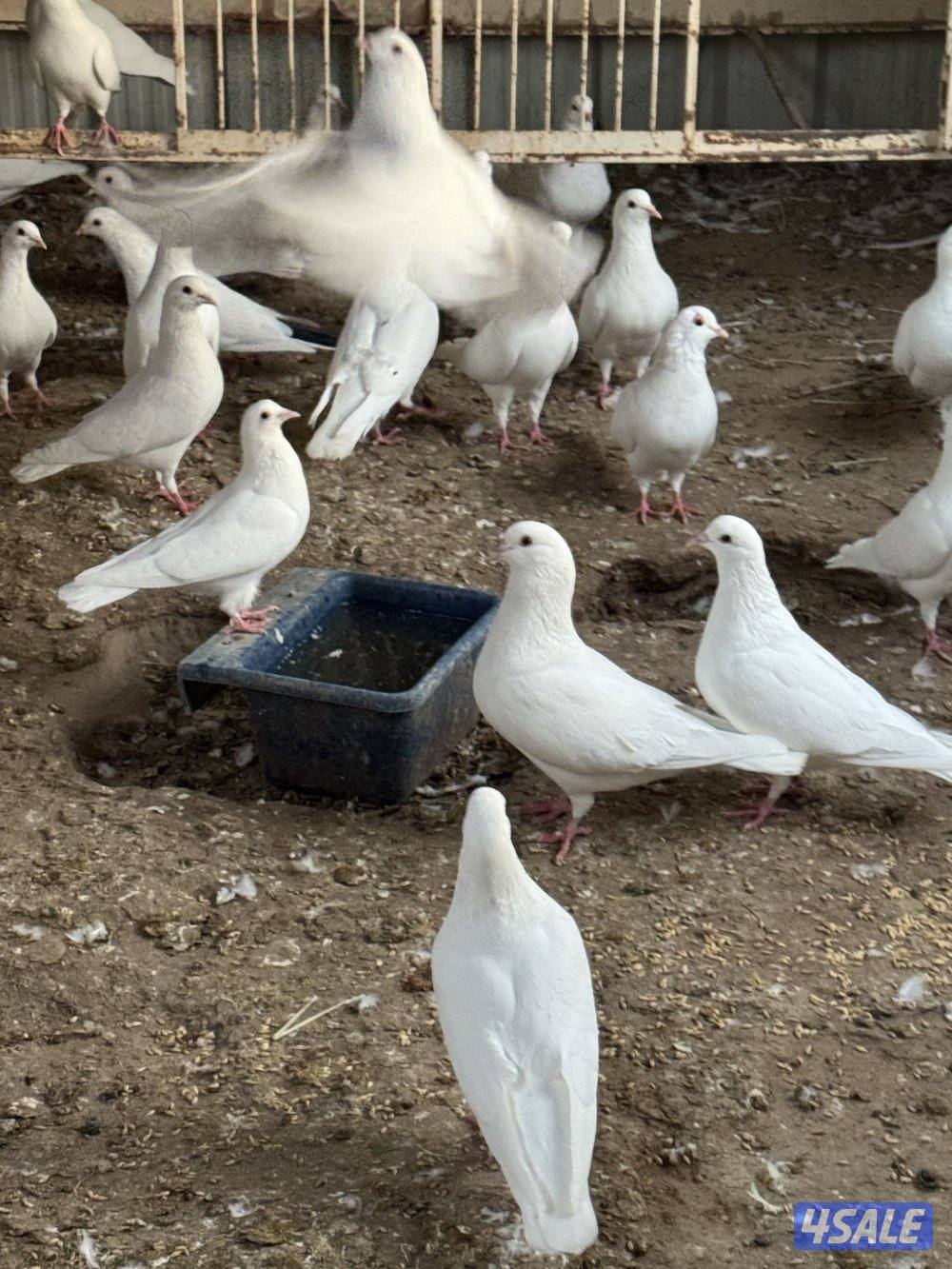 للبيع حمام لاحم في العبدلي3