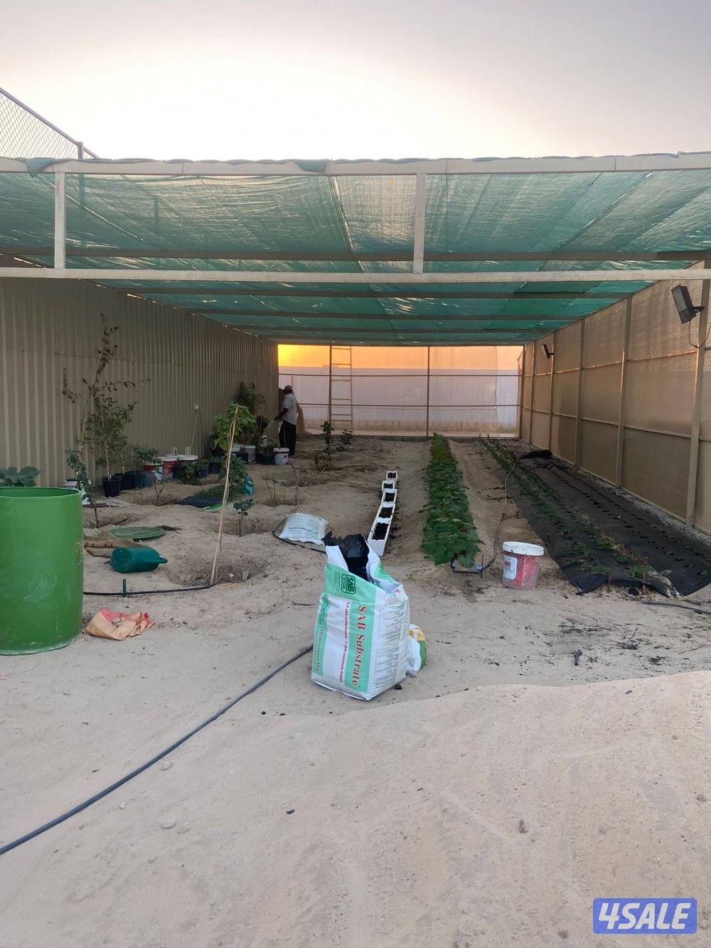 للبيع مزرعه بالوفره طريق٥٠٠ شركات نباتيه او بدل مع جاخور ودفع الفرق4