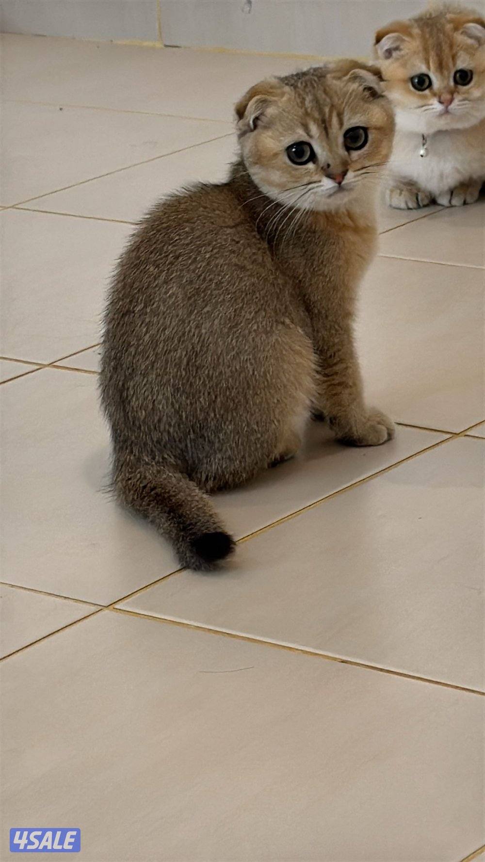 للبيع كتين سكوتش فولد وستريت بيور شي نظيف1