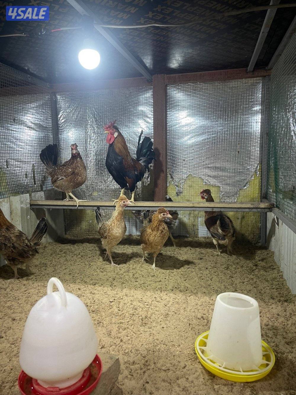 مجاميع عربي قديم ترثه0