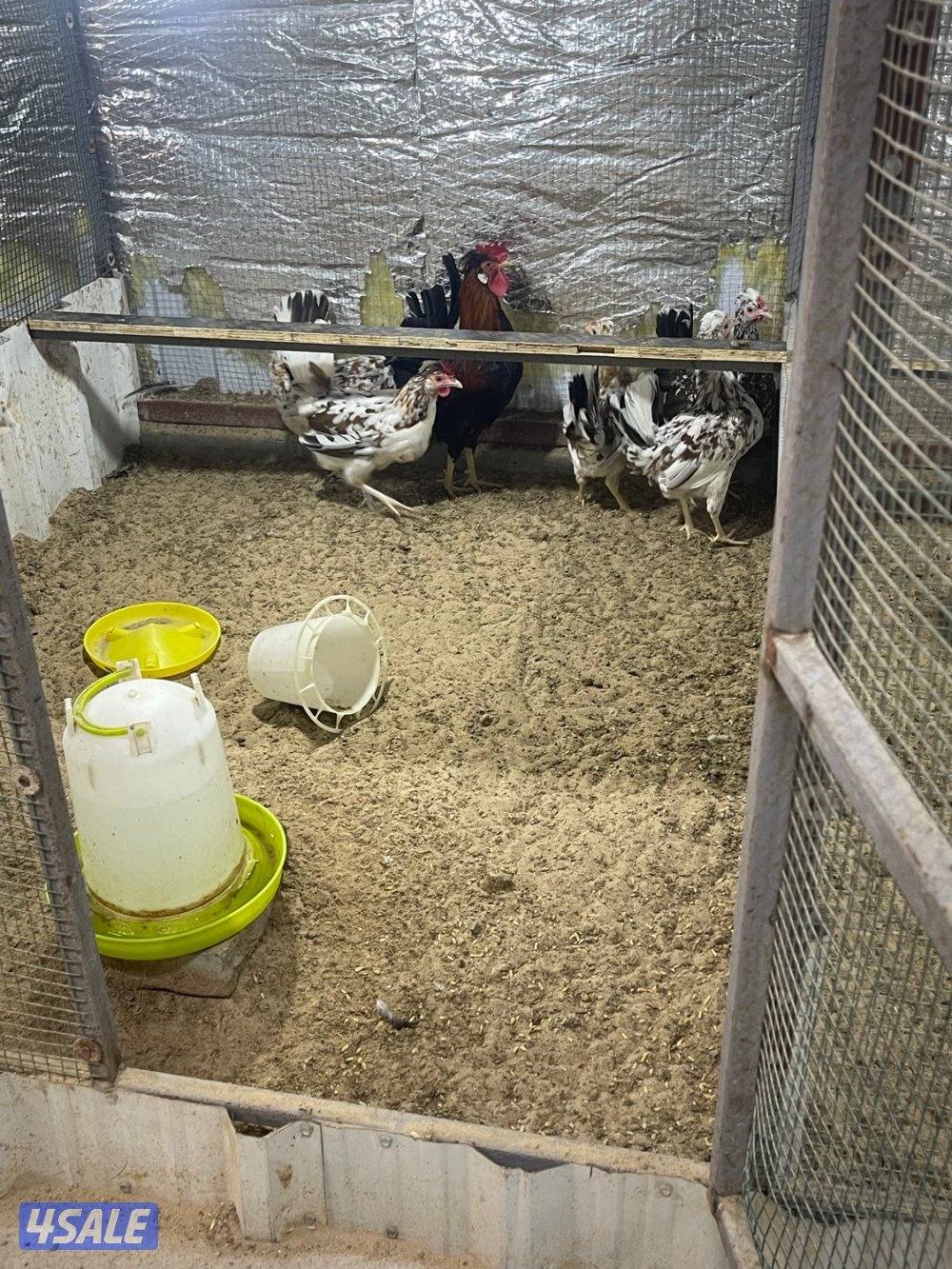 مجاميع عربي قديم ترثه1