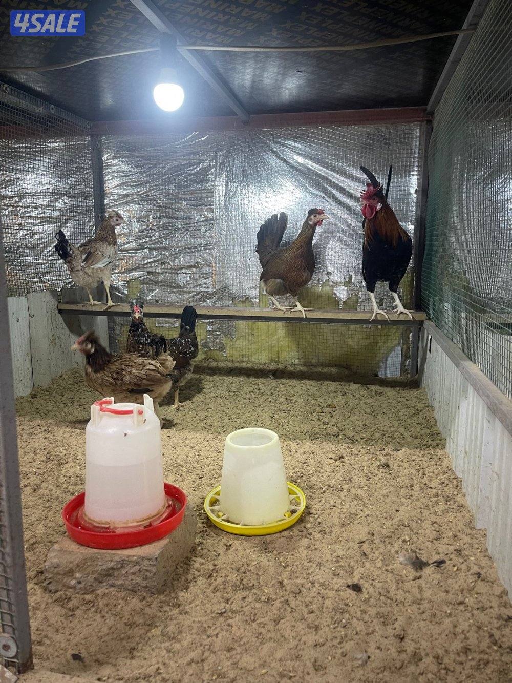 مجاميع عربي قديم ترثه2