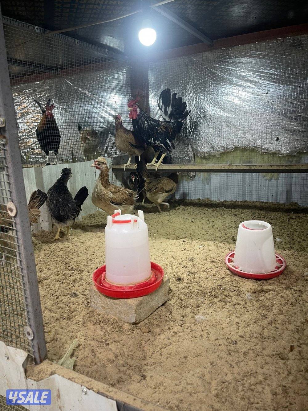 مجاميع عربي قديم ترثه3