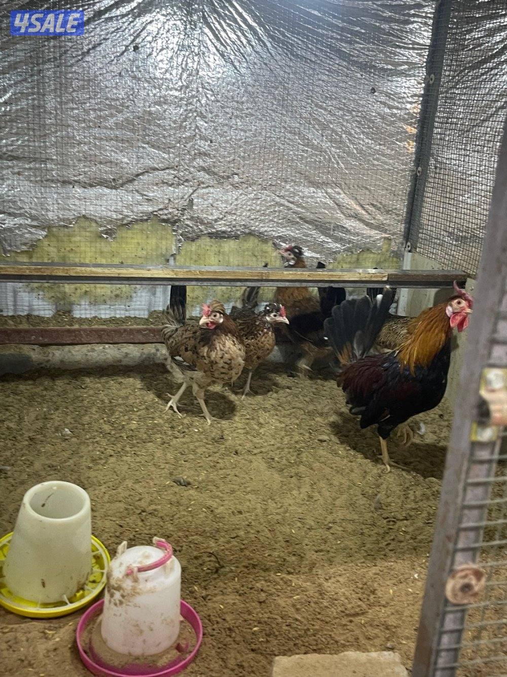 مجاميع عربي قديم ترثه4