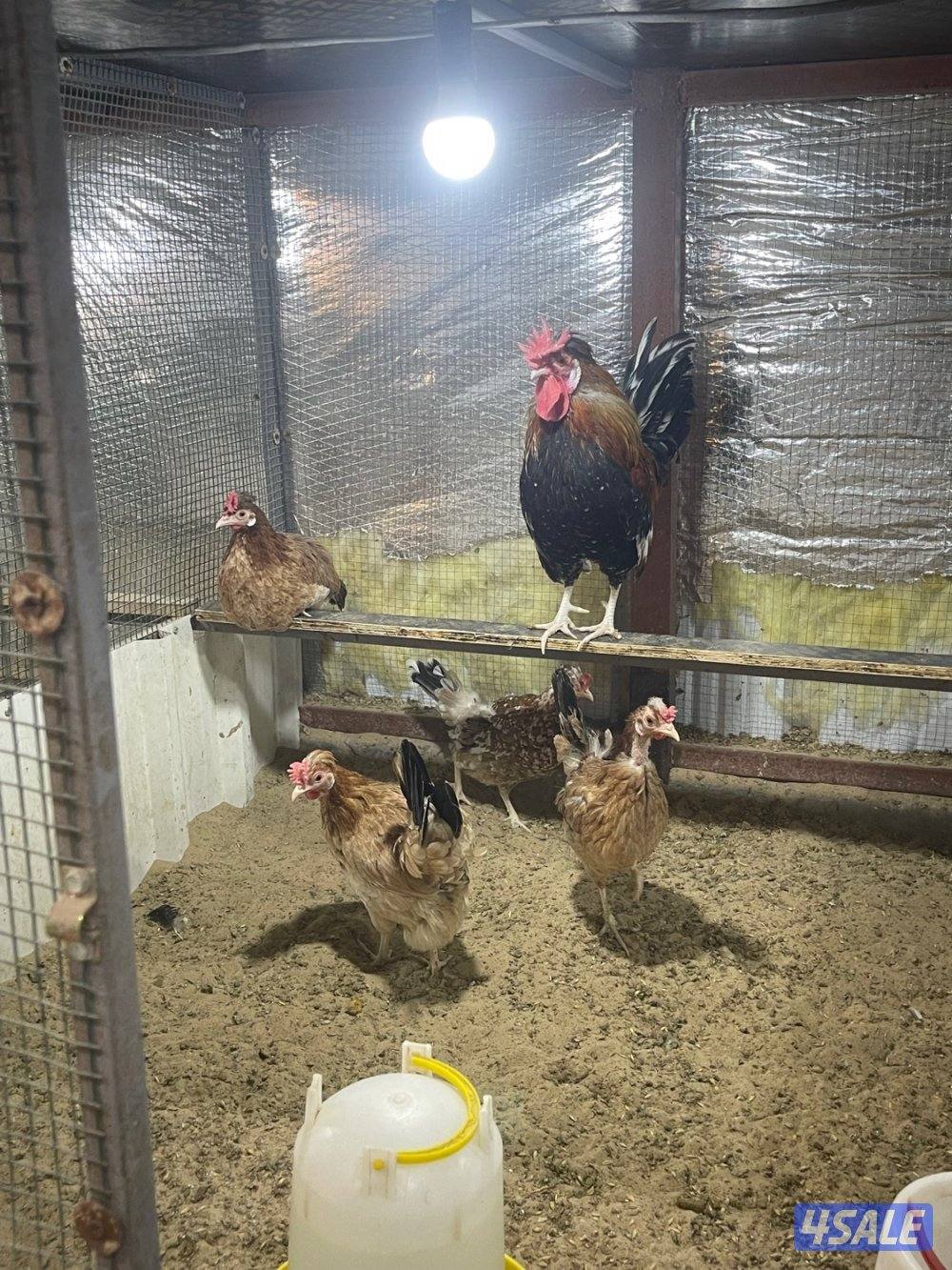 مجاميع عربي قديم ترثه5