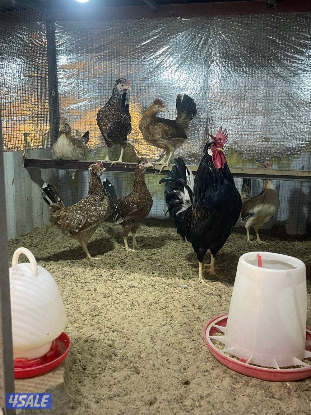 مجاميع عربي قديم ترثه6