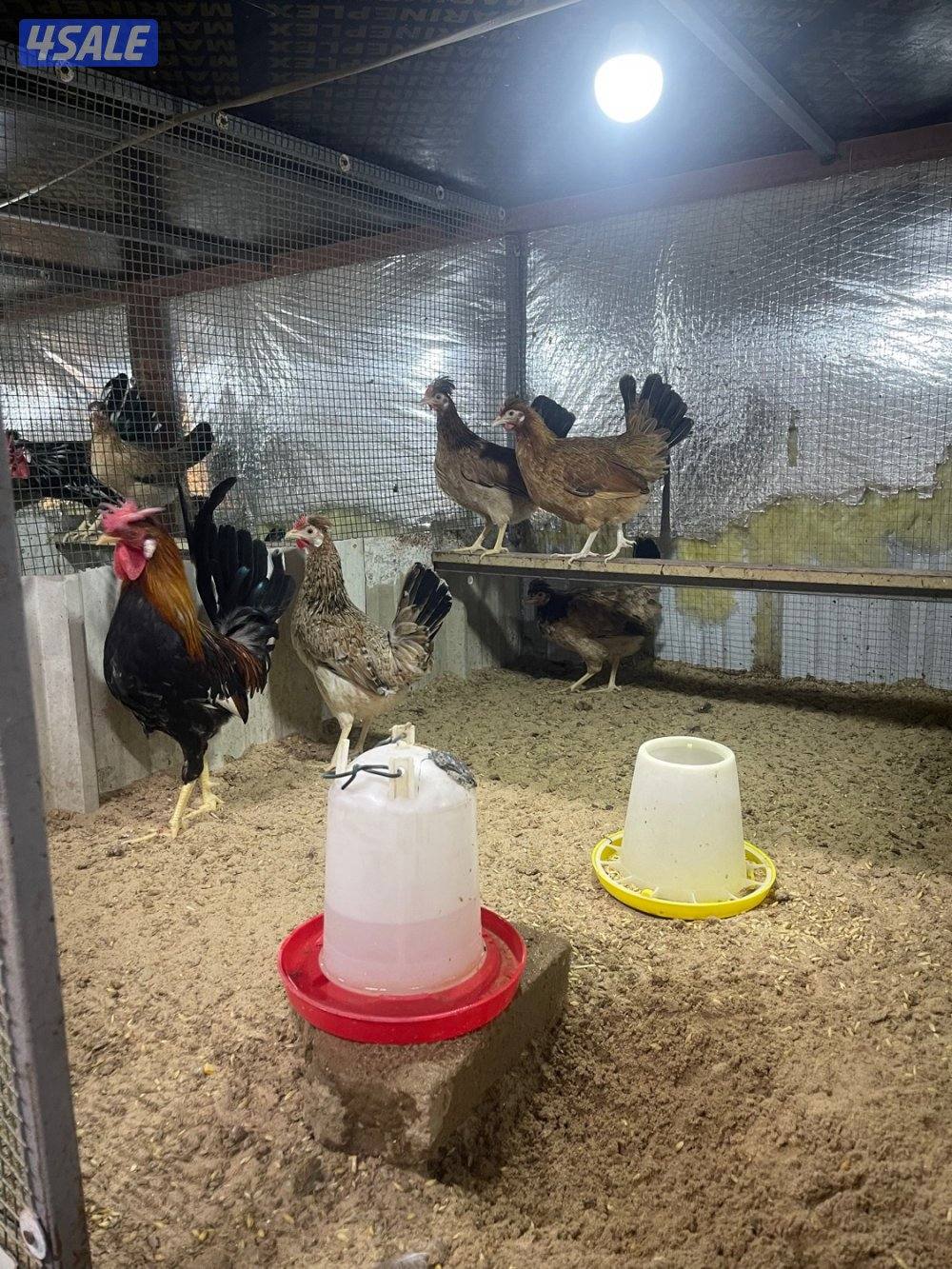 مجاميع عربي قديم ترثه7