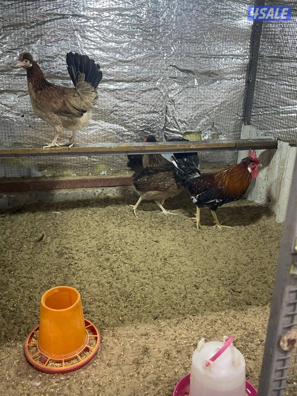 مجاميع عربي قديم ترثه8